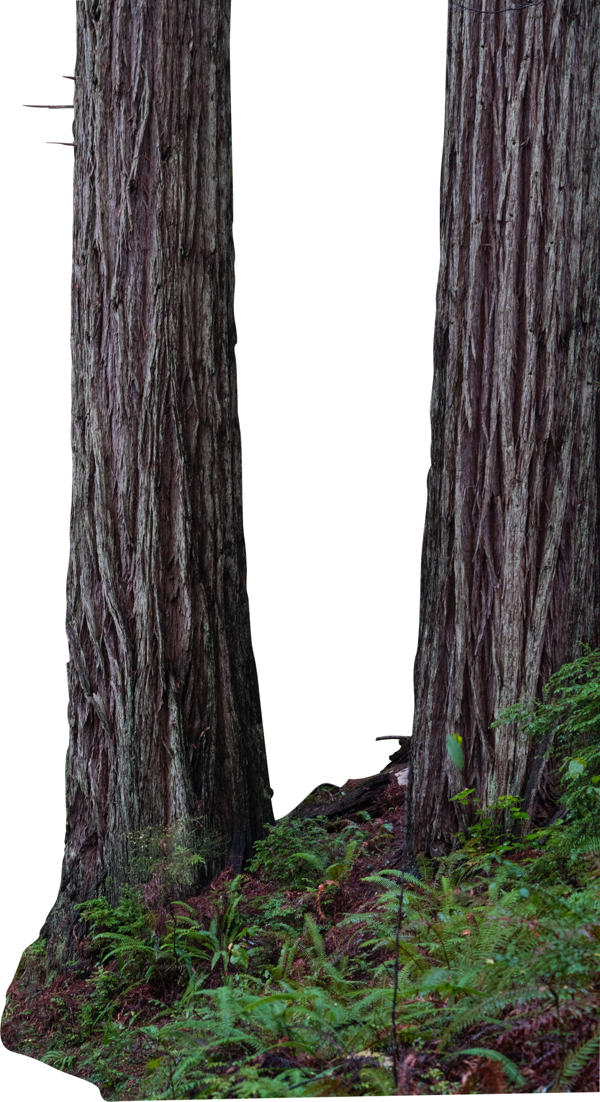 Santa Cruz Mountains Redwoods