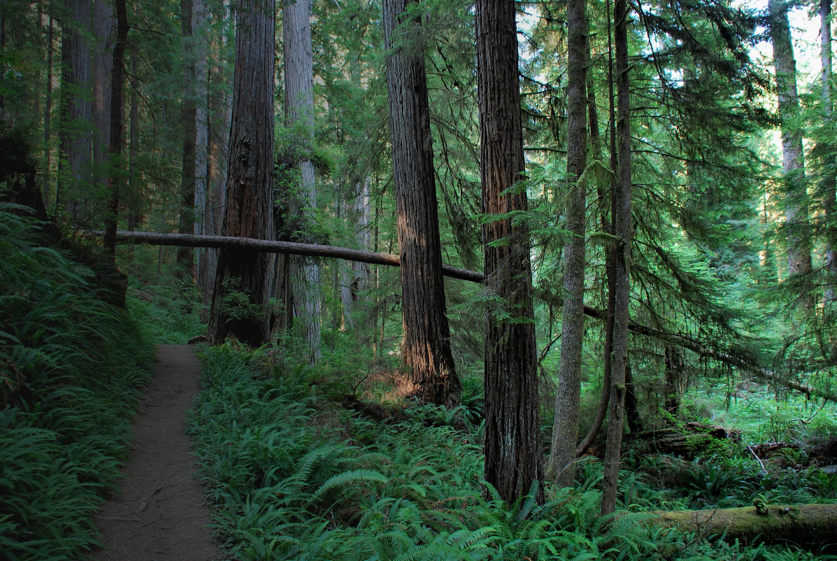 Santa Cruz Mountains Trees