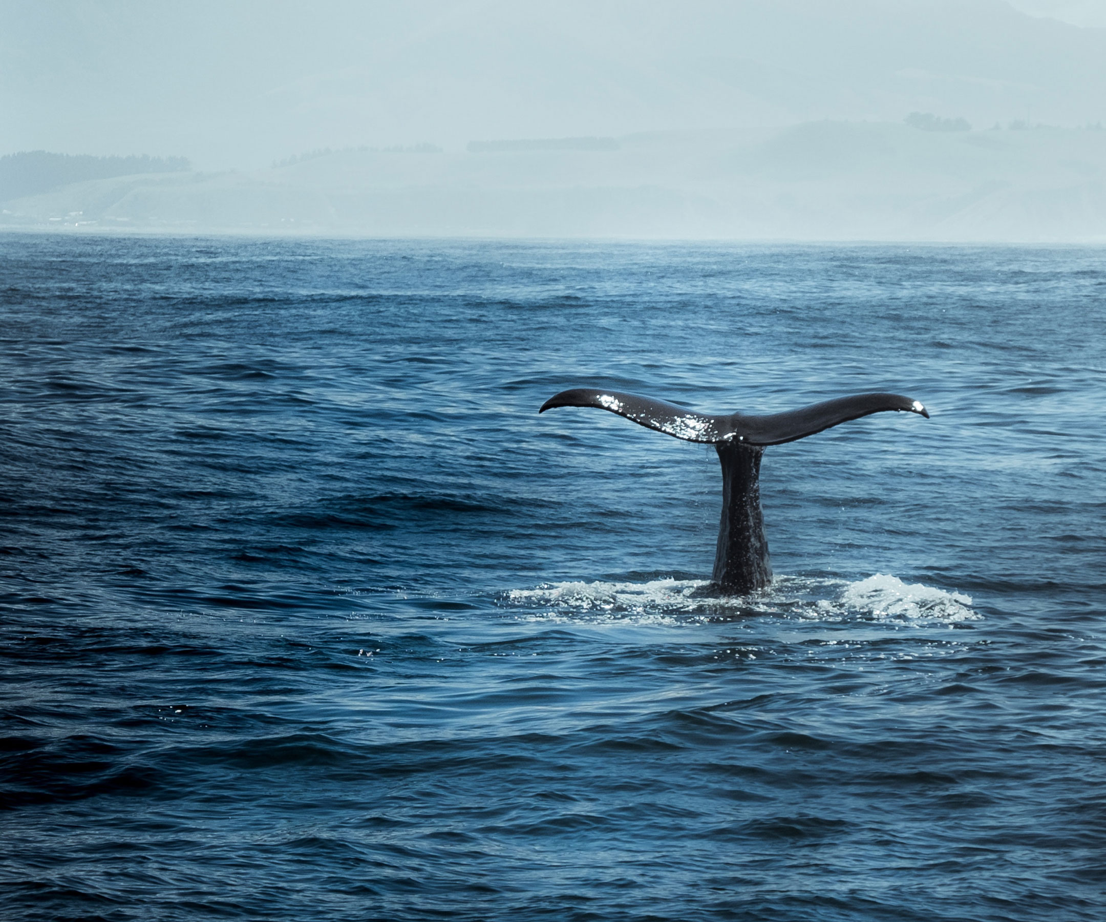 Whale City Tail