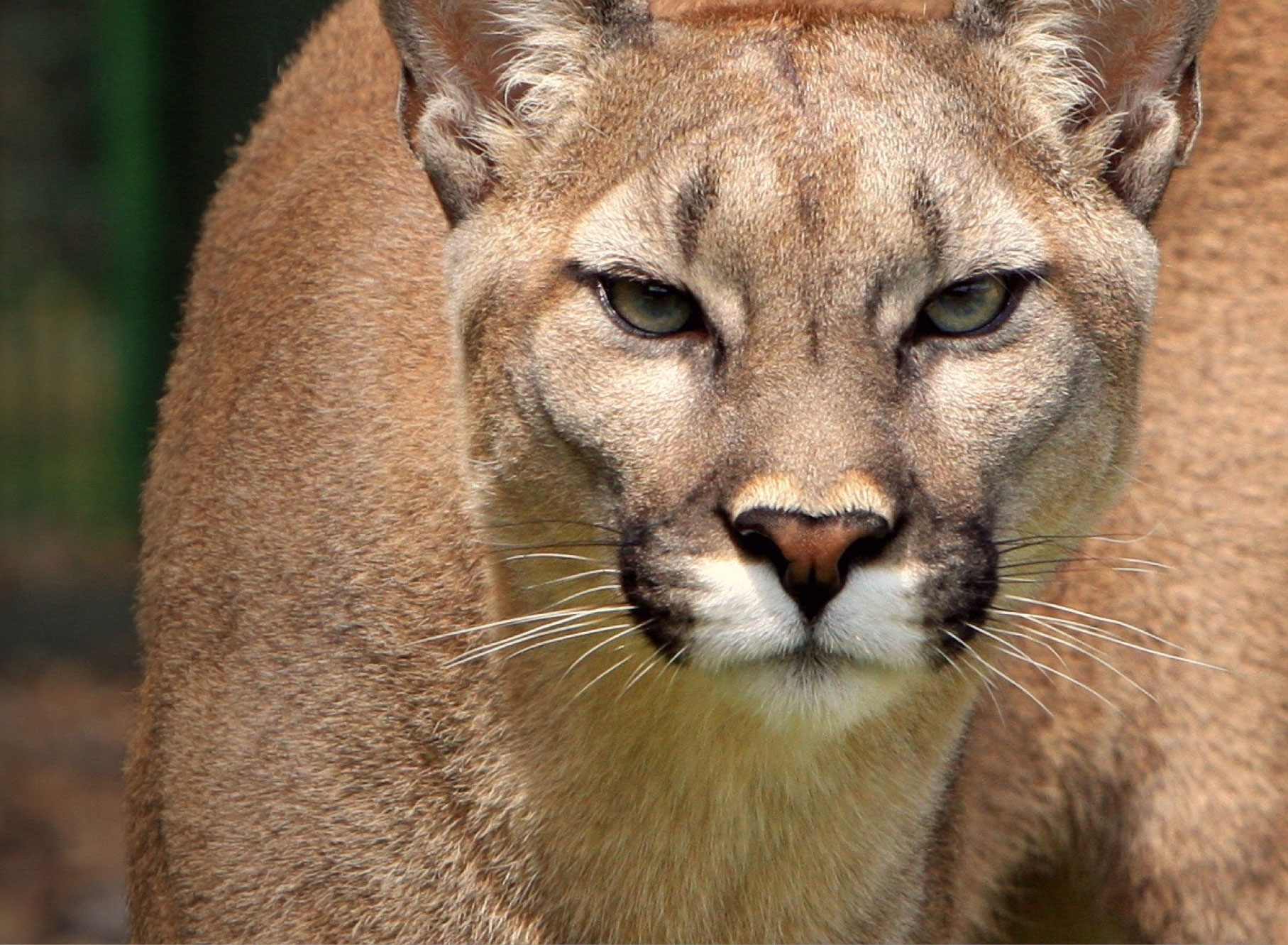 Mountain Lion Foundation