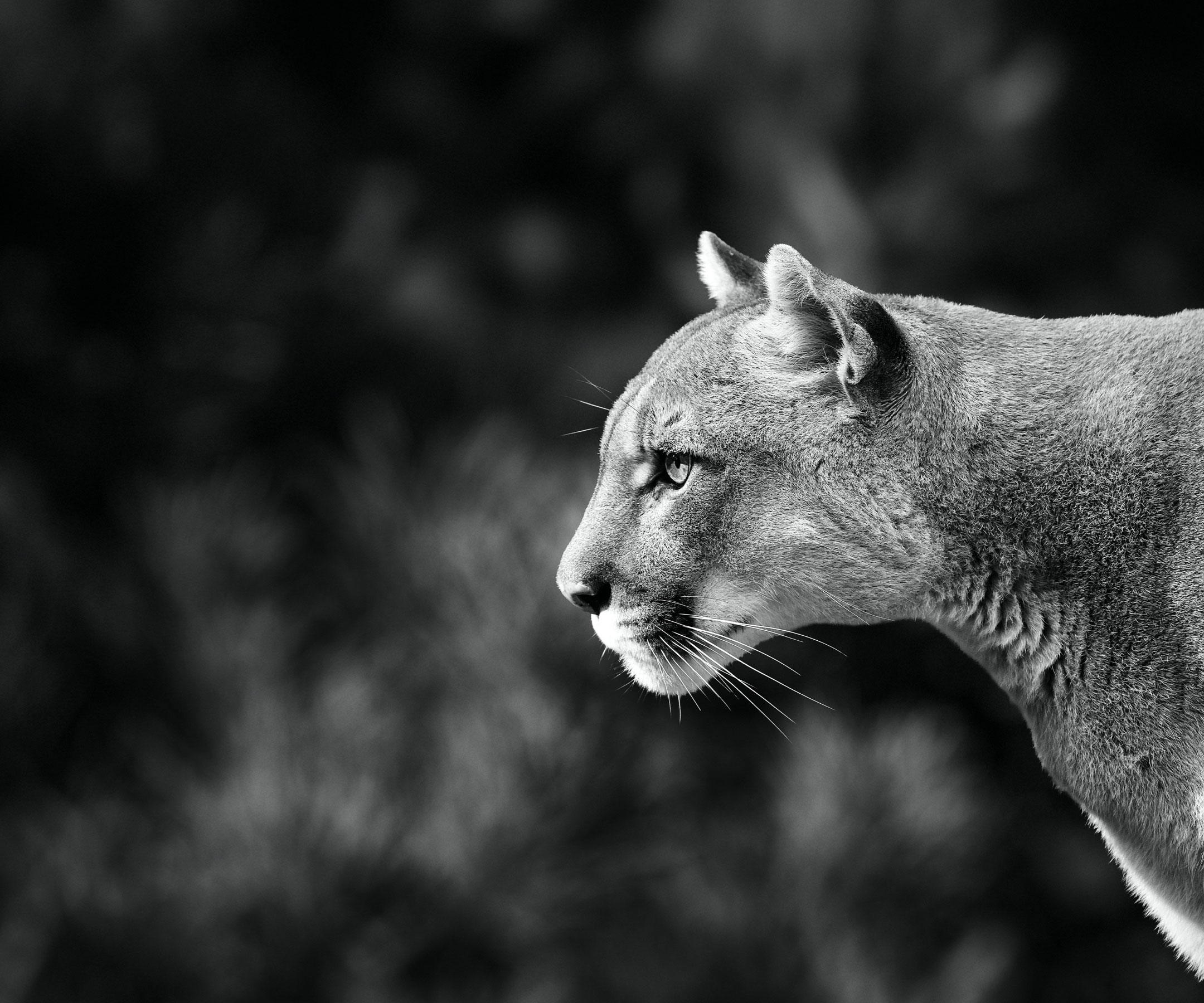 Mountain Lion Foundation